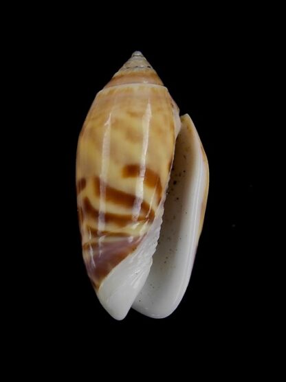 Oliva buelowi buelowi ( annulatoliva ) - Gem 25,1 mm-3881
