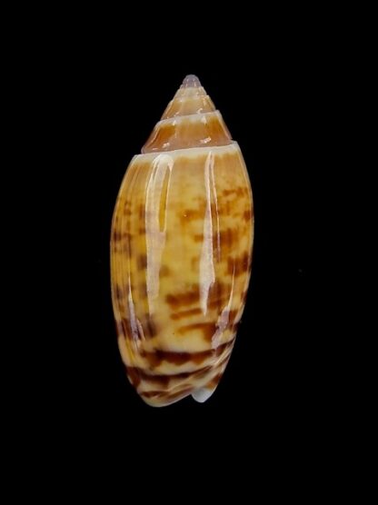 Oliva buelowi phuketensis ( annulatoliva ) - Gem 21,5 mm-0