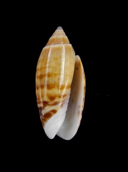 Oliva buelowi phuketensis ( annulatoliva ) - Gem 24,3 mm-3889