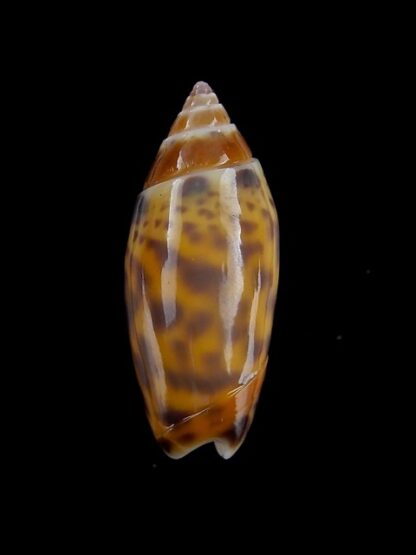 Oliva buelowi phuketensis ( annulatoliva ) -Gem 21,8 mm-0
