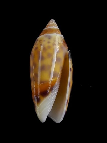 Oliva buelowi phuketensis ( annulatoliva ) -Gem 21,8 mm-3895