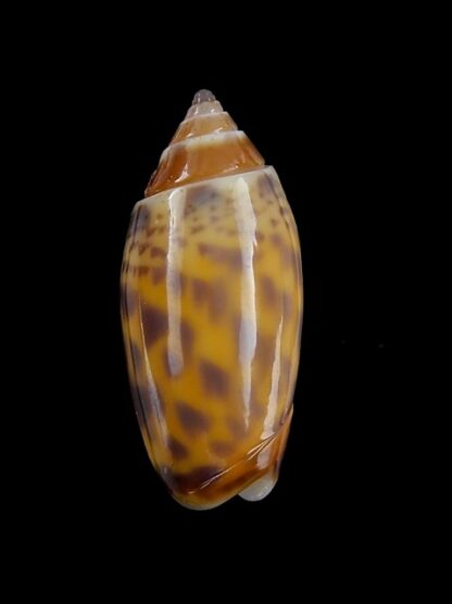 Oliva buelowi phuketensis ( annulatoliva ) - Gem 21,6 mm-0