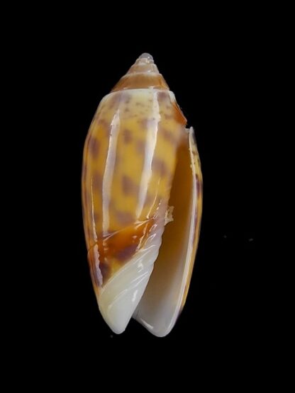 Oliva buelowi phuketensis ( annulatoliva ) - Gem 21,6 mm-3899