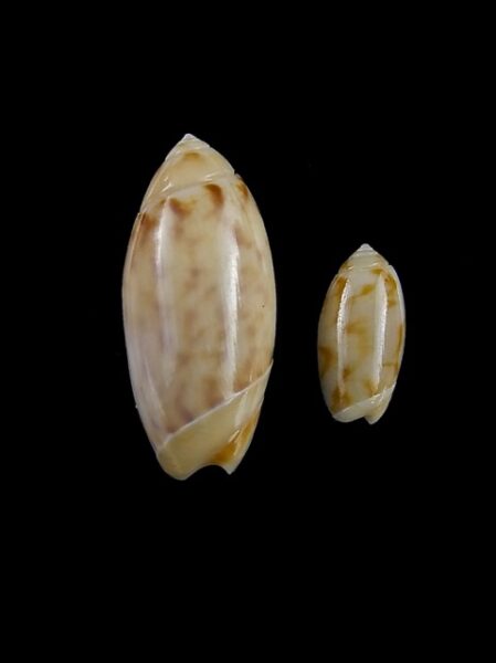 Olivella rotunda 8,8 mm and 17,1 mm Gem-0