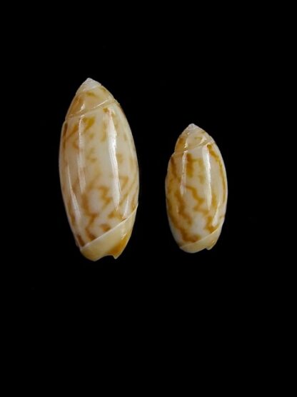 Olivella rotunda 8,8 mm and 17,1 mm Gem-0