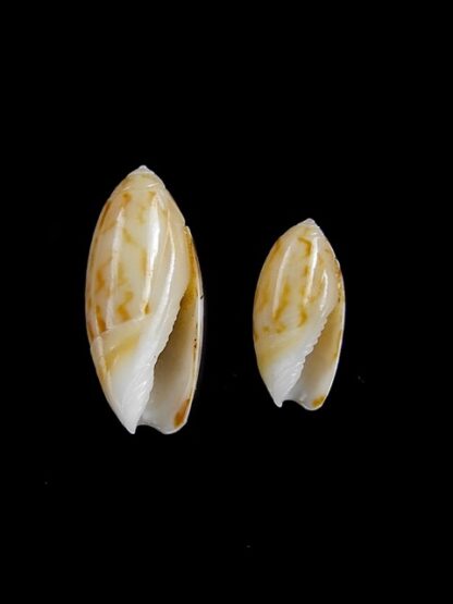 Olivella rotunda 8,8 mm and 17,1 mm Gem-3926