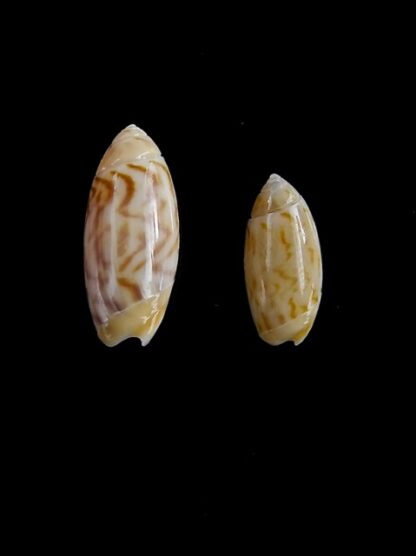 Olivella rotunda 10,9 mm and 14,1 mm Gem-0