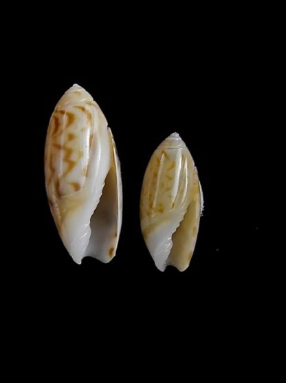 Olivella rotunda 10,9 mm and 14,1 mm Gem-3930