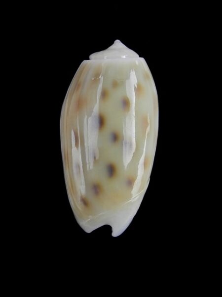 Oliva tesselata ( Neocylindrus) - " big size " Gem 26,1 mm-0