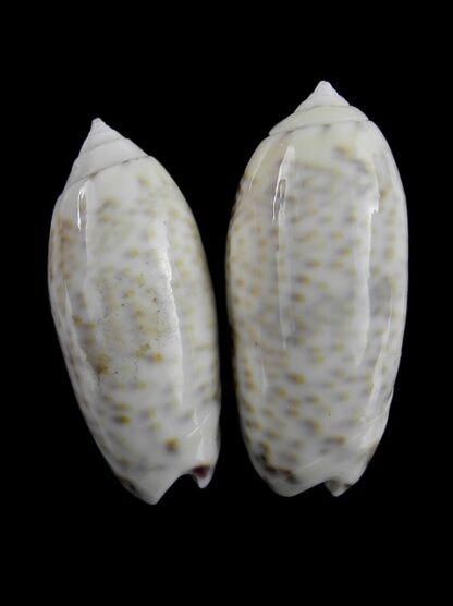 Oliva caerulea ( Miniaceoliva ) - Gem 43,6 and 42,3 mm-0