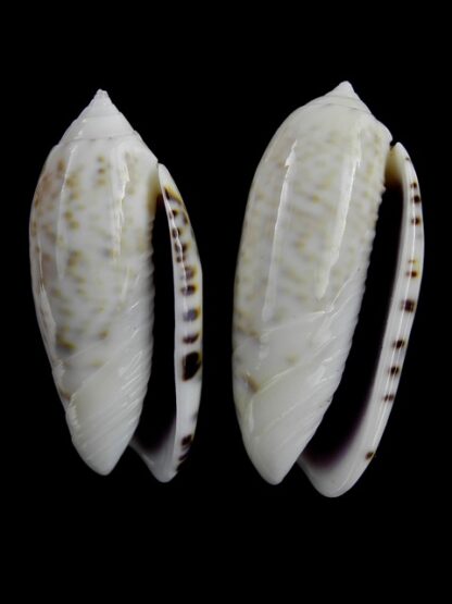 Oliva caerulea ( Miniaceoliva ) - Gem 43,6 and 42,3 mm-4089