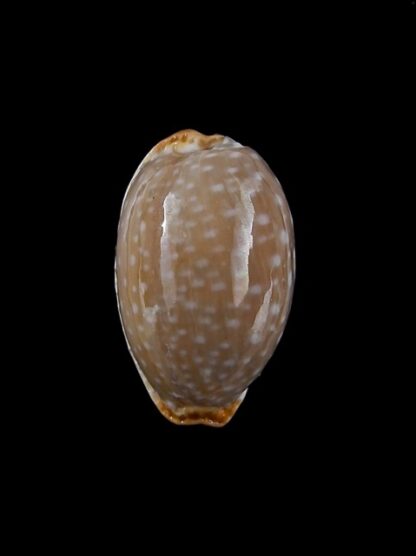 Cypraea limacina facifer 21 mm GEM-0