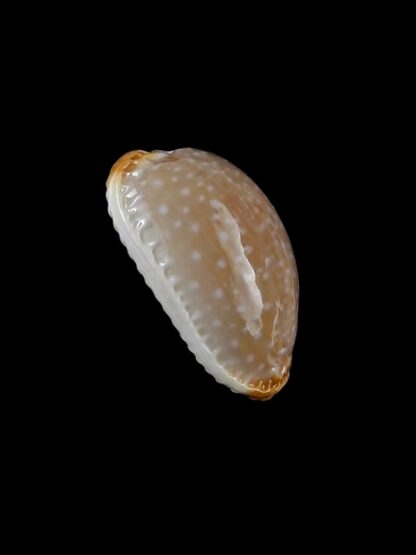 Cypraea limacina facifer 21 mm GEM-4159