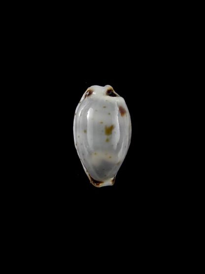 Cypraea hirundo f. rouxi. 13,9 mm Gem-0