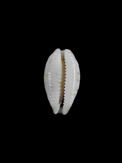 Cypraea hirundo f. rouxi. 13,9 mm Gem-4210