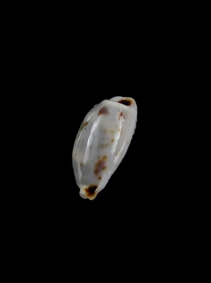 Cypraea hirundo f. rouxi. 13,9 mm Gem-4208