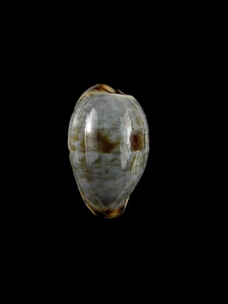 Cypraea gracilis f. macula 17,9 mm Gem-0