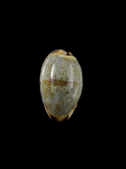 Cypraea gracilis f. macula 18,1 mm Gem-0