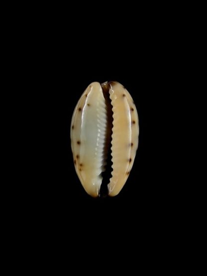 Cypraea gracilis f. macula 18,1 mm Gem-4235