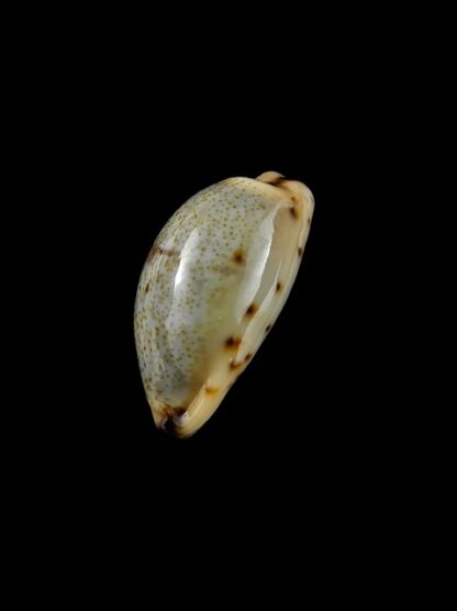 Cypraea gracilis f. macula 18,1 mm Gem-4233