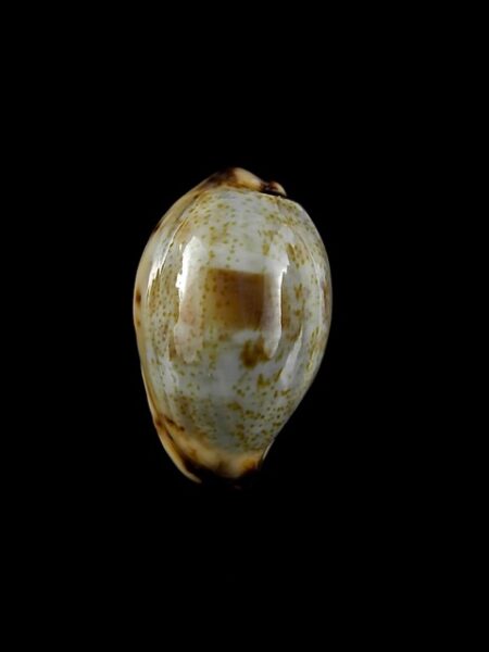 Cypraea gracilis f. macula 18,6 mm Gem-0