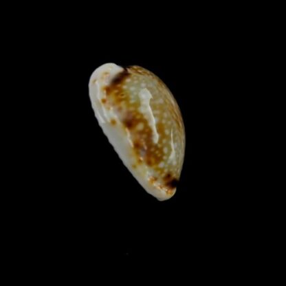 Naria labrolineata f. nashi. 18,5 mm Gem-4839