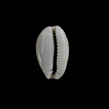 Naria labrolineata f. nashi. 18,5 mm Gem-4838