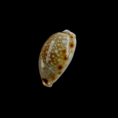 Naria labrolineata f. nashi. 18,5 mm Gem-4841