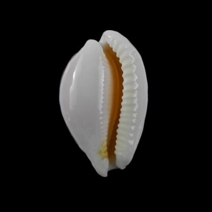 Cypraea fallax antonellae 32 mm Gem-5452