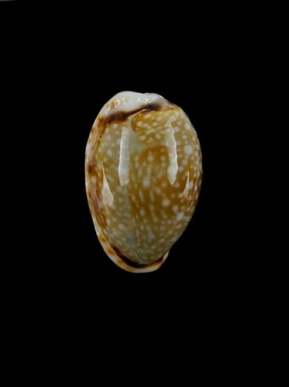 Naria labrolineata f. nashi. 18,5 mm Gem-0