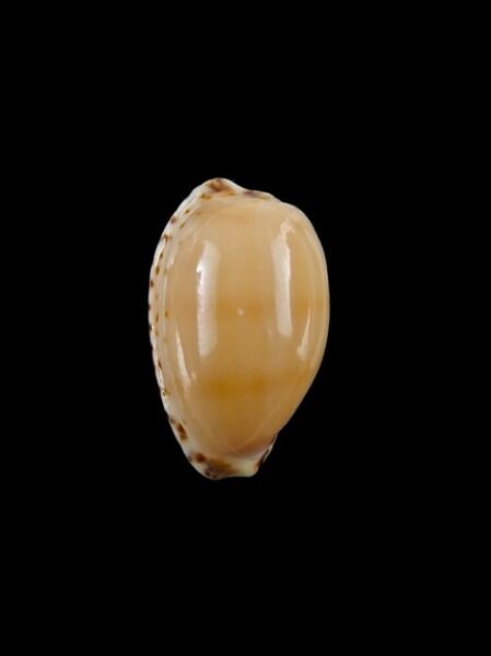 Cypraea comptonii comptonii. 19,1 mm Gem-0