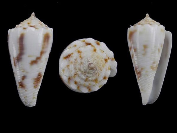 Conus santinii Gem 22,14 mm " Paratype"-0