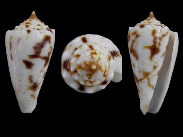 Conus santinii Gem 24,05 mm " Paratype"-0
