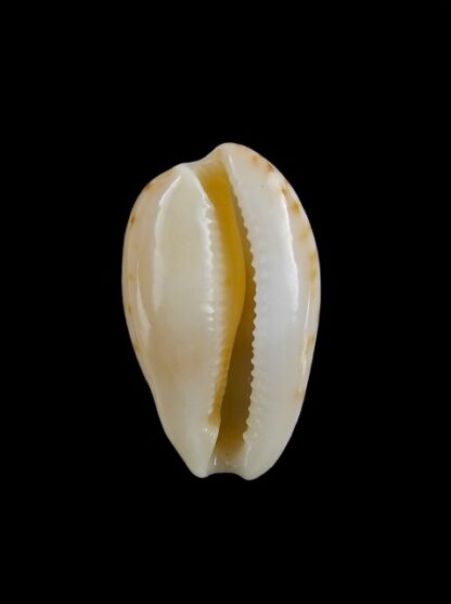 Cypraea comptoni mayi f. wilkinsi 20,3 mm Gem-5000