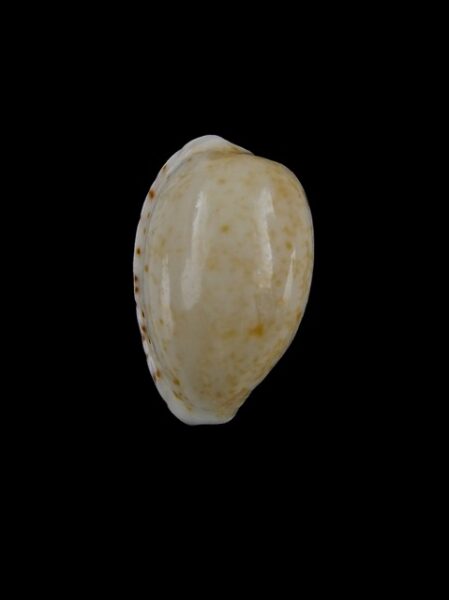 Cypraea piperita piperita Gem 19 mm-0