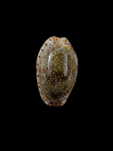 Cypraea erosa f. chlorizans " SMALL SIZE " 25,9 mm Gem-0