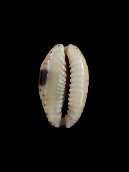 Cypraea erosa f. chlorizans " SMALL SIZE " 25,9 mm Gem-5039