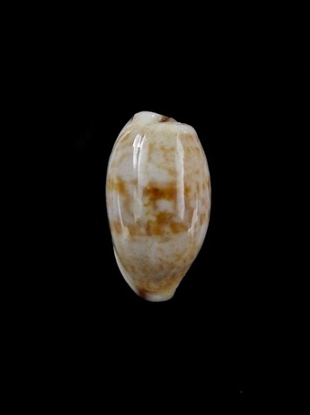 Cypraea fimbriata durbanensis 15,6 mm Gem-0
