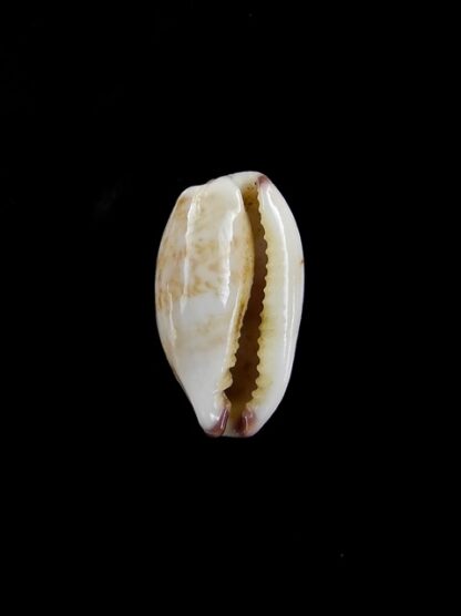 Cypraea fimbriata durbanensis 15,6 mm Gem-5074