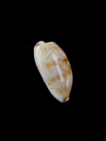 Cypraea fimbriata durbanensis 15,6 mm Gem-5075