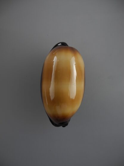 Cypraea talpa talpa 57,6 mm Gem-0