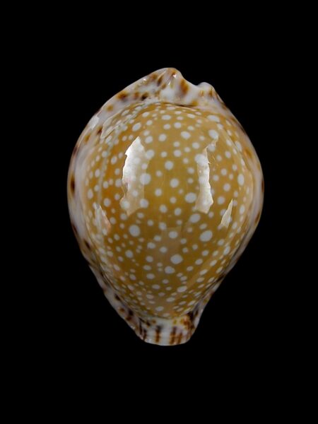 Cypraea lamarckii redimita 30,3 mm Gem-0