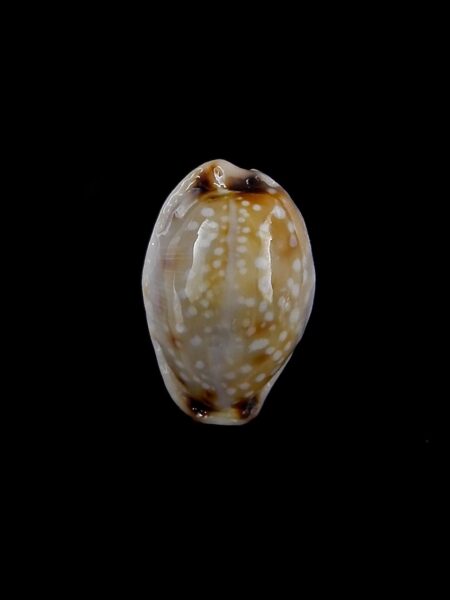 Cypraea gangranosa reentsii " DWARF" 14,5 mm Gem-0