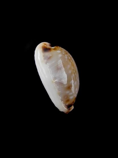 Cypraea gangranosa reentsii " DWARF" 14,5 mm Gem-5398