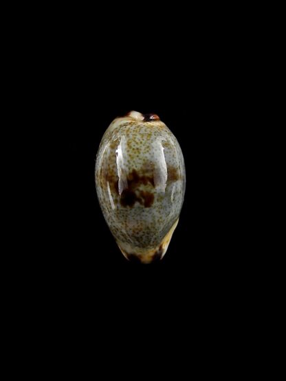 Cypraea gracilis f. macula 17,4 mm Gem-0