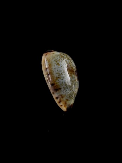 Cypraea gracilis f. macula 17,4 mm Gem-5262