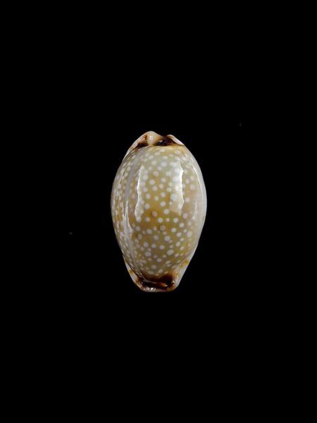 Cypraea gangranosa gangranosa 15,9 mm Gem-0