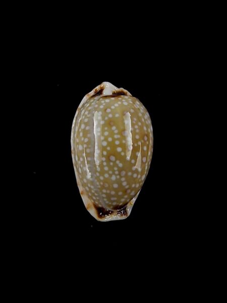 Cypraea gangranosa gangranosa 18,5 mm Gem-0