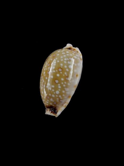 Cypraea gangranosa gangranosa 18,5 mm Gem-5282