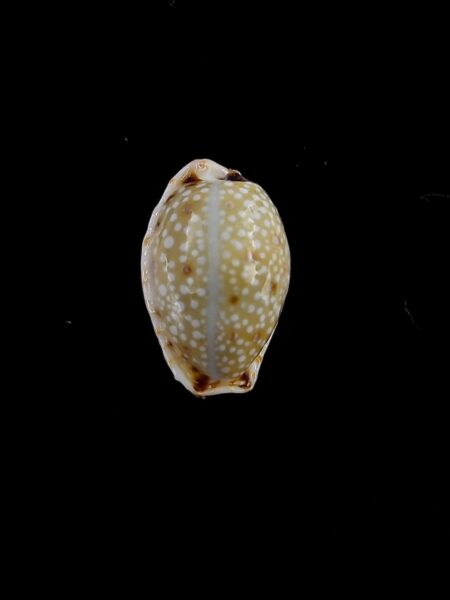 Cypraea gangranosa gangranosa 15,6 mm Gem-0